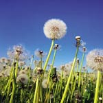 Pollen, Grass, Hay
